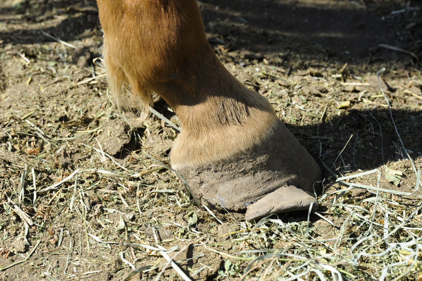 Seized Horses in Helena